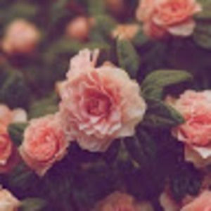 Meet your Posher, Abigail